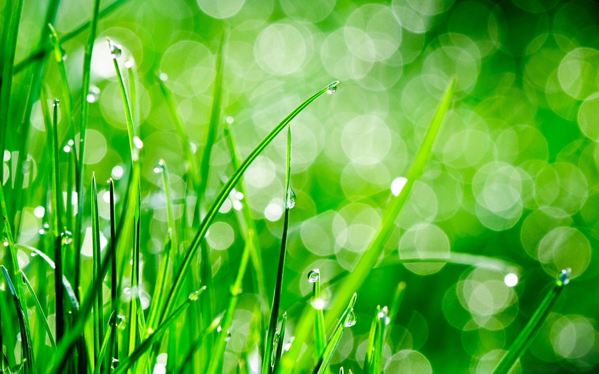 bokeh ogród rosa flora trawnik liść wzrost trawa bujny spadek świeżość ostrze jasne sianokosy środowisko pulpit lato kolor środowisko krople deszczu