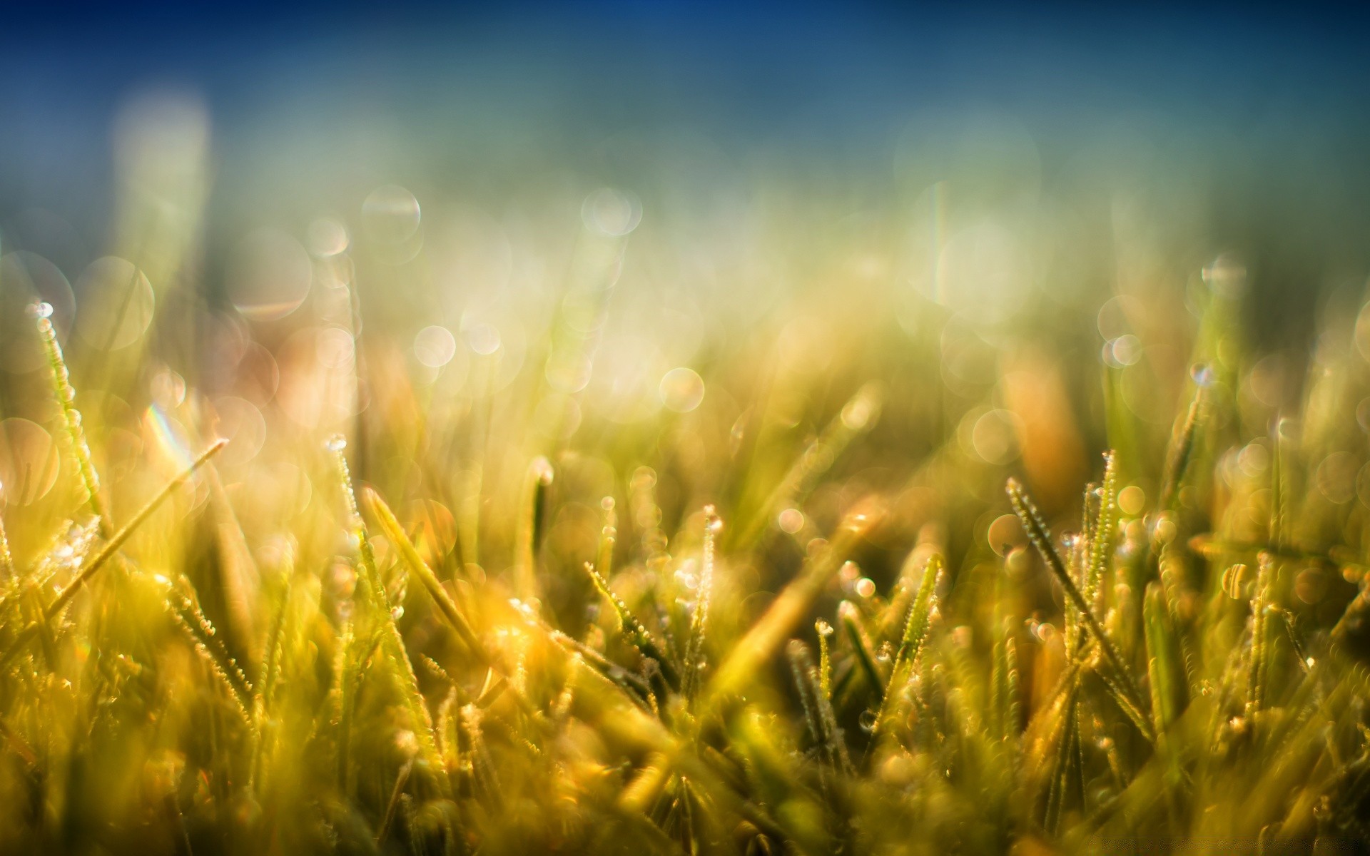 bokeh gras feld sonne heuhaufen ländlichen sommer natur gutes wetter wachstum weide saison bauernhof landschaft flora rasen dämmerung hell weizen boden unschärfe