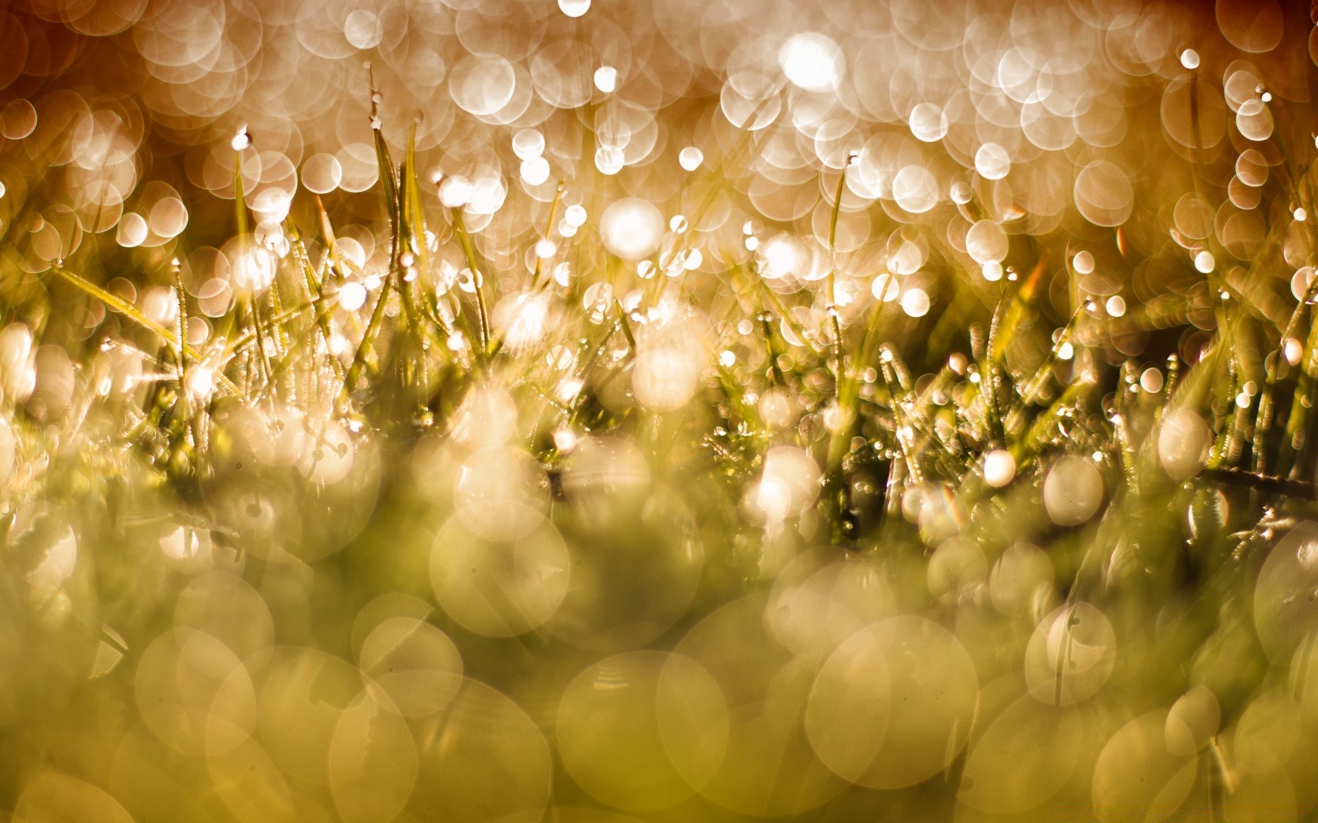 bokeh weihnachten leuchten glänzen unschärfe gold desktop merry licht farbe abstrakt lumineszenz hell urlaub dekoration eva zaubertrick magie textur hintergrundbeleuchtung design