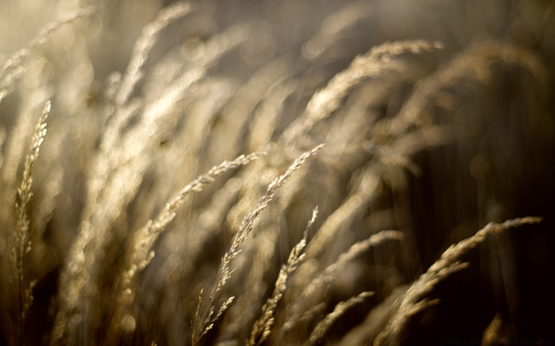 bokeh grano natura monocromatico sole inverno fattoria cereali pane oro autunno