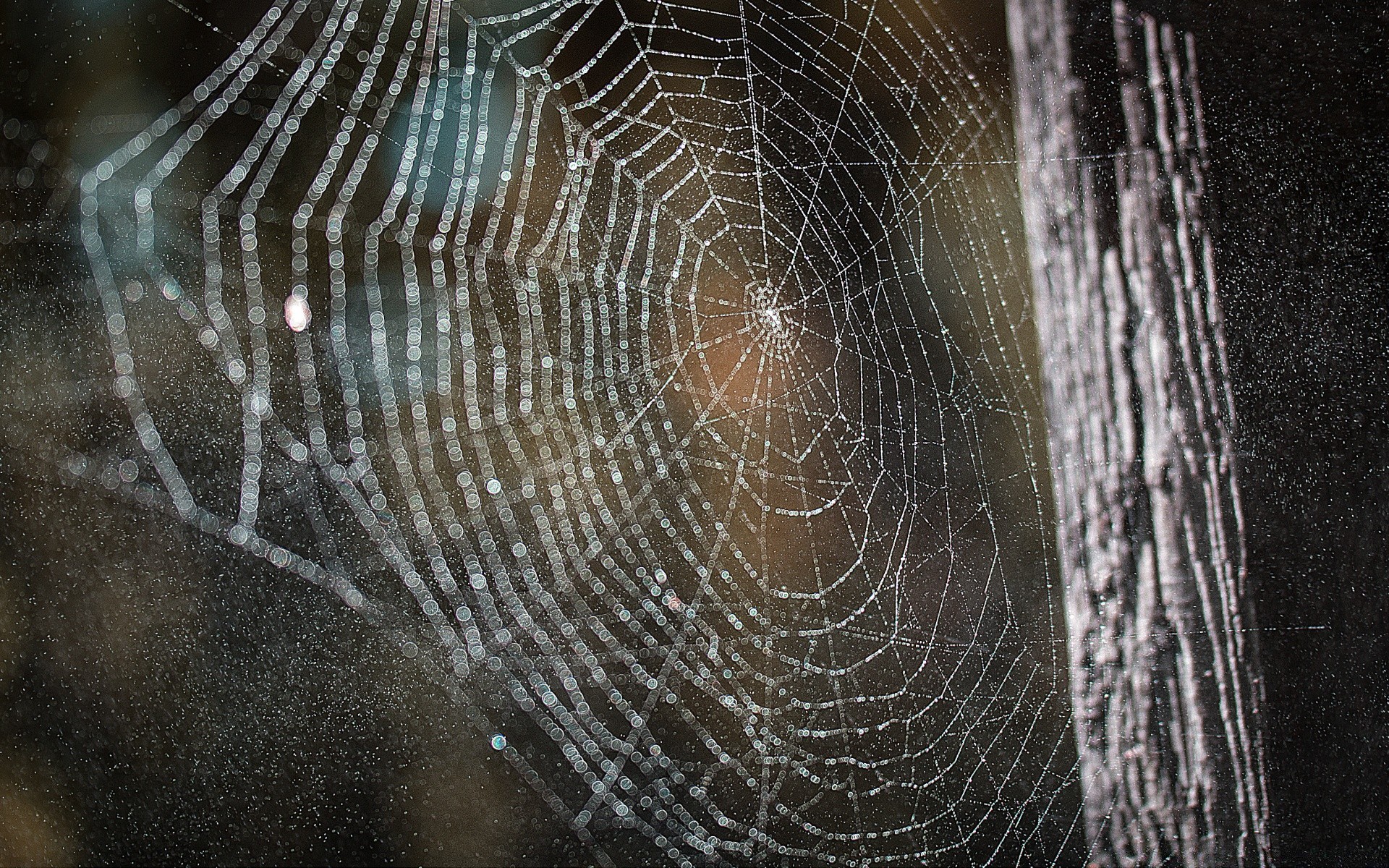 bokeh araignée toile d araignée toile d araignée arachnide piège web rosée insecte la nature effrayant halloween sombre danger peur fantasmagorique modèle furtif invertébré