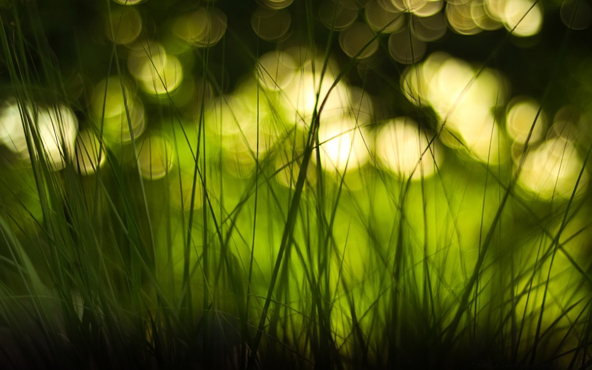 bokeh giardino erba crescita colore flora natura prato desktop foglia fieno campo estate