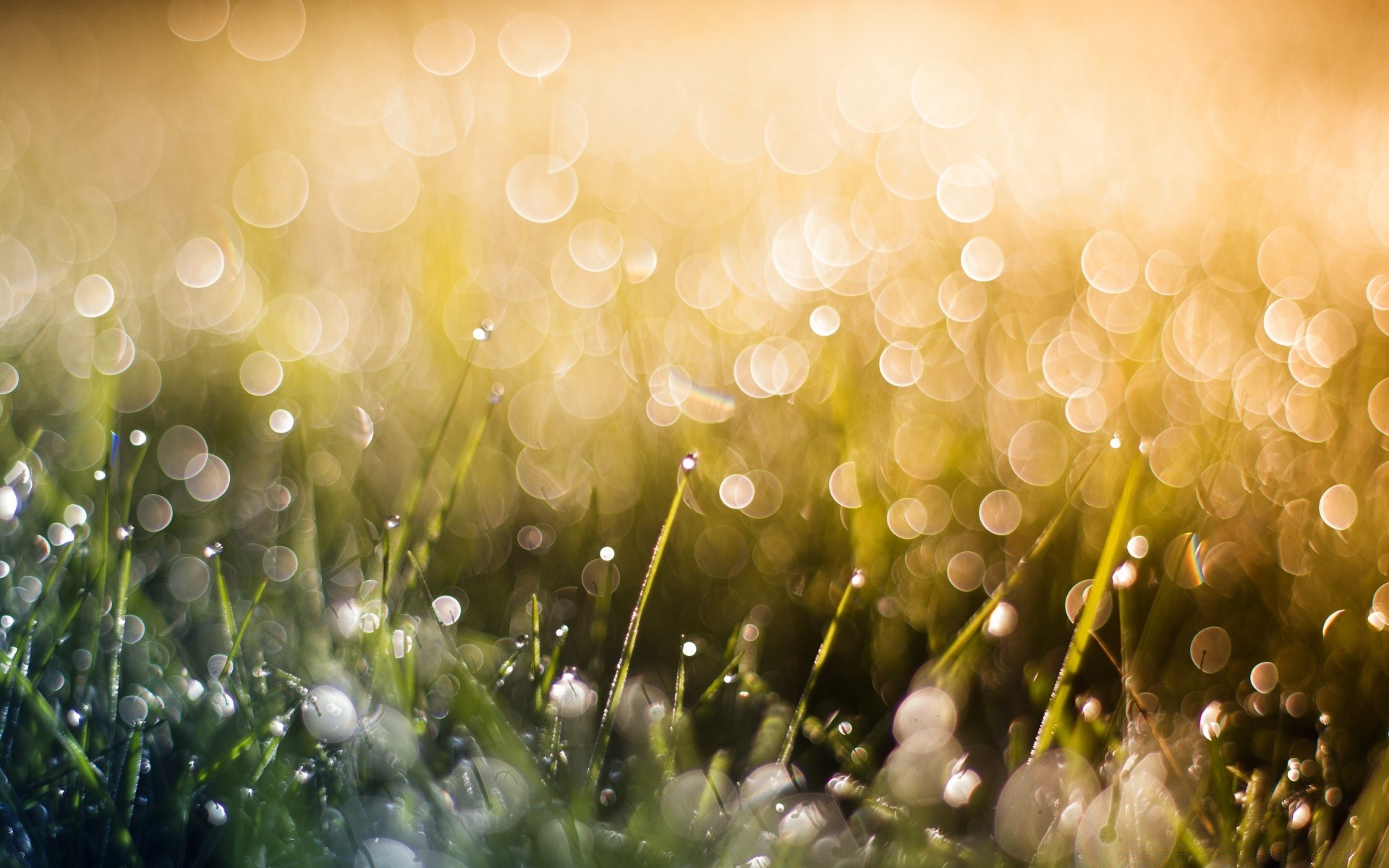 bokeh farbe natur desktop hell gras unschärfe sommer lumineszenz sonne saison flora garten weihnachten scheint magie heuhaufen licht gutes wetter dämmerung abstrakt