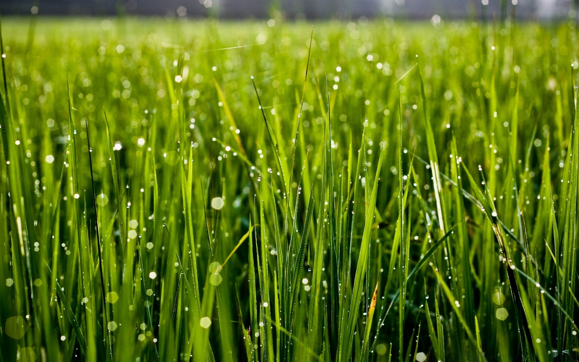 bokeh trawa rosy trawnik wzrost bujne ostrze sianokosy pole flora ogród liść świt wiejska trawa pszeniczna świeżość spadek lato podwórko murawa