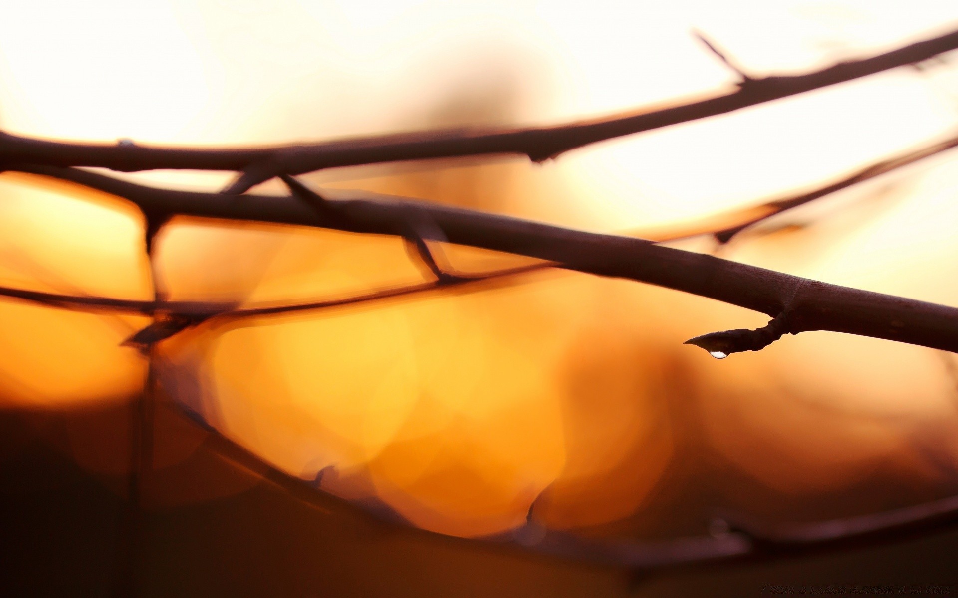 bokeh sunset landscape light monochrome sun beach tree dawn blur backlit sky still life