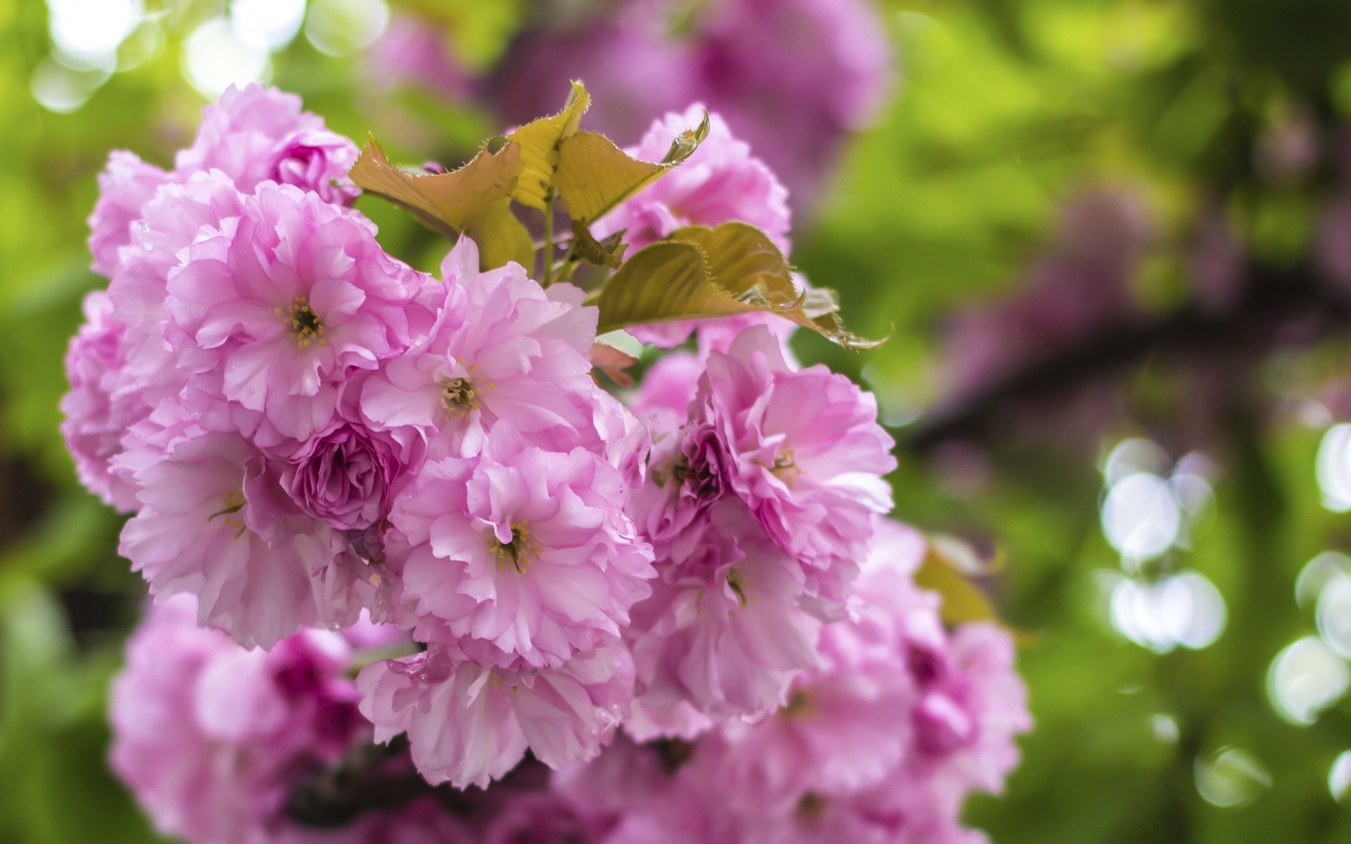 bokeh fleur nature jardin feuille flore bluming floral été arbre pétale branche parc croissance lumineux à l extérieur cerise copain saison couleur