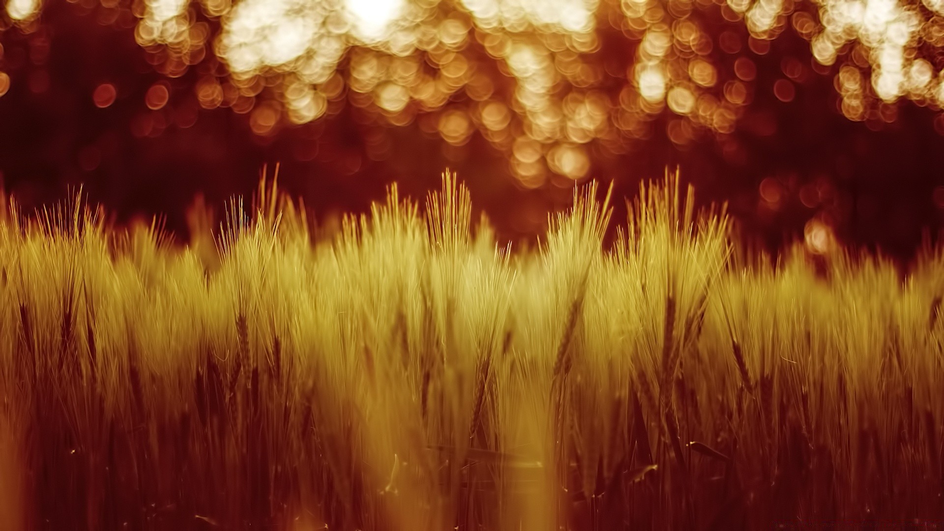 bokeh desktop bright gold color blur abstract texture nature