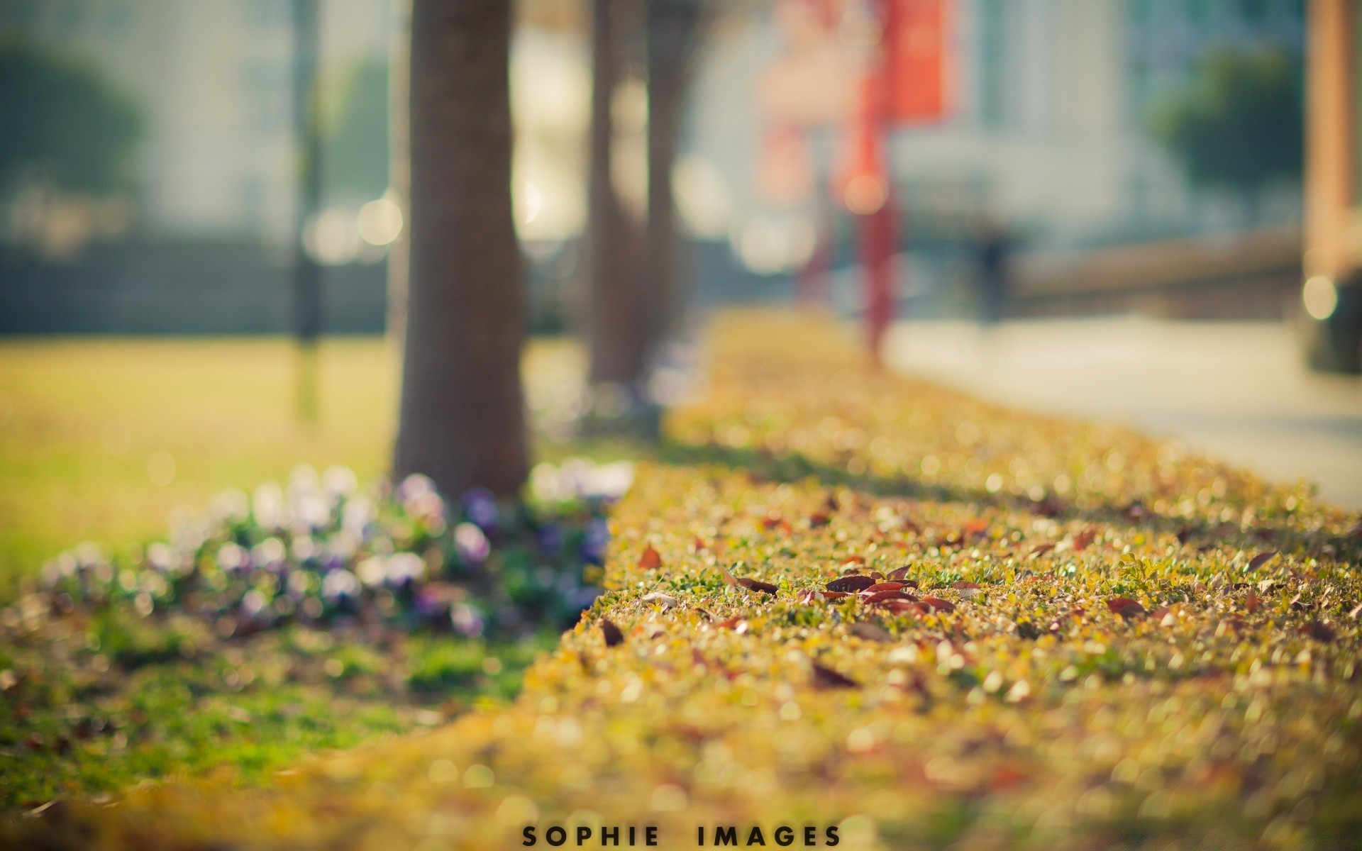 bokeh naturaleza otoño flor parque hoja al aire libre hierba desenfoque jardín árbol paisaje color flora madera