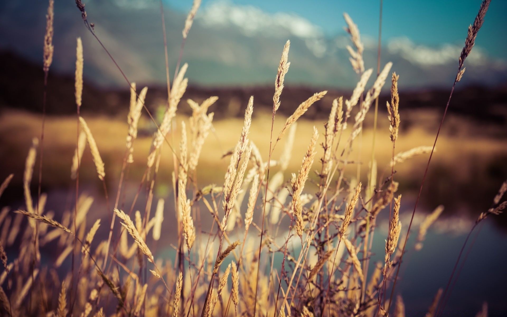 bokeh fiocchi grano crescita campo rurale raccolto natura fattoria sole oro erba paglia mais pascolo pane all aperto secco paese estate