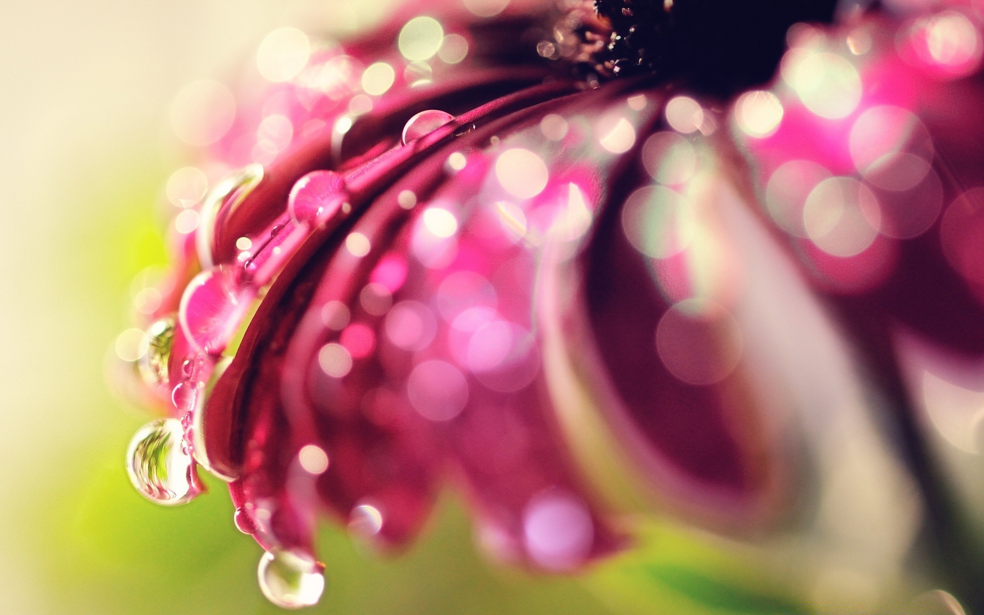 bokeh desktop color blur flower bright flora nature beautiful abstract decoration shining light garden summer christmas romantic celebration close-up