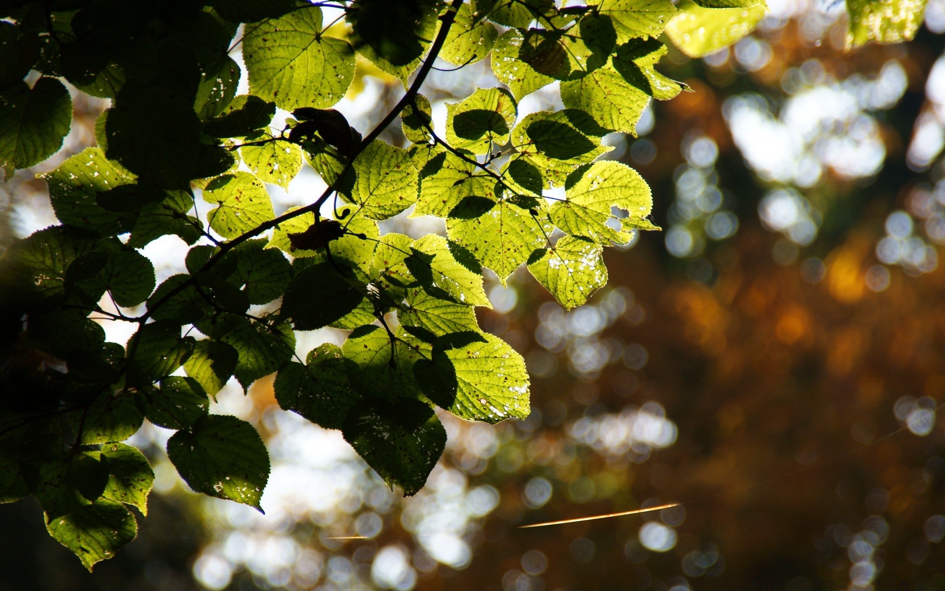 bokeh foglia natura albero flora ramo giardino colore stagione all aperto close-up crescita estate luminoso autunno desktop bel tempo luce ambiente sole