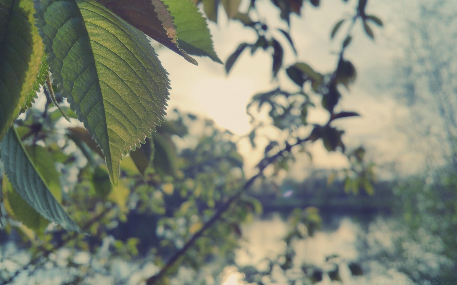 bokeh liść natura drzewo flora na zewnątrz oddział lato pulpit kwiat kolor wzrost światło ogród