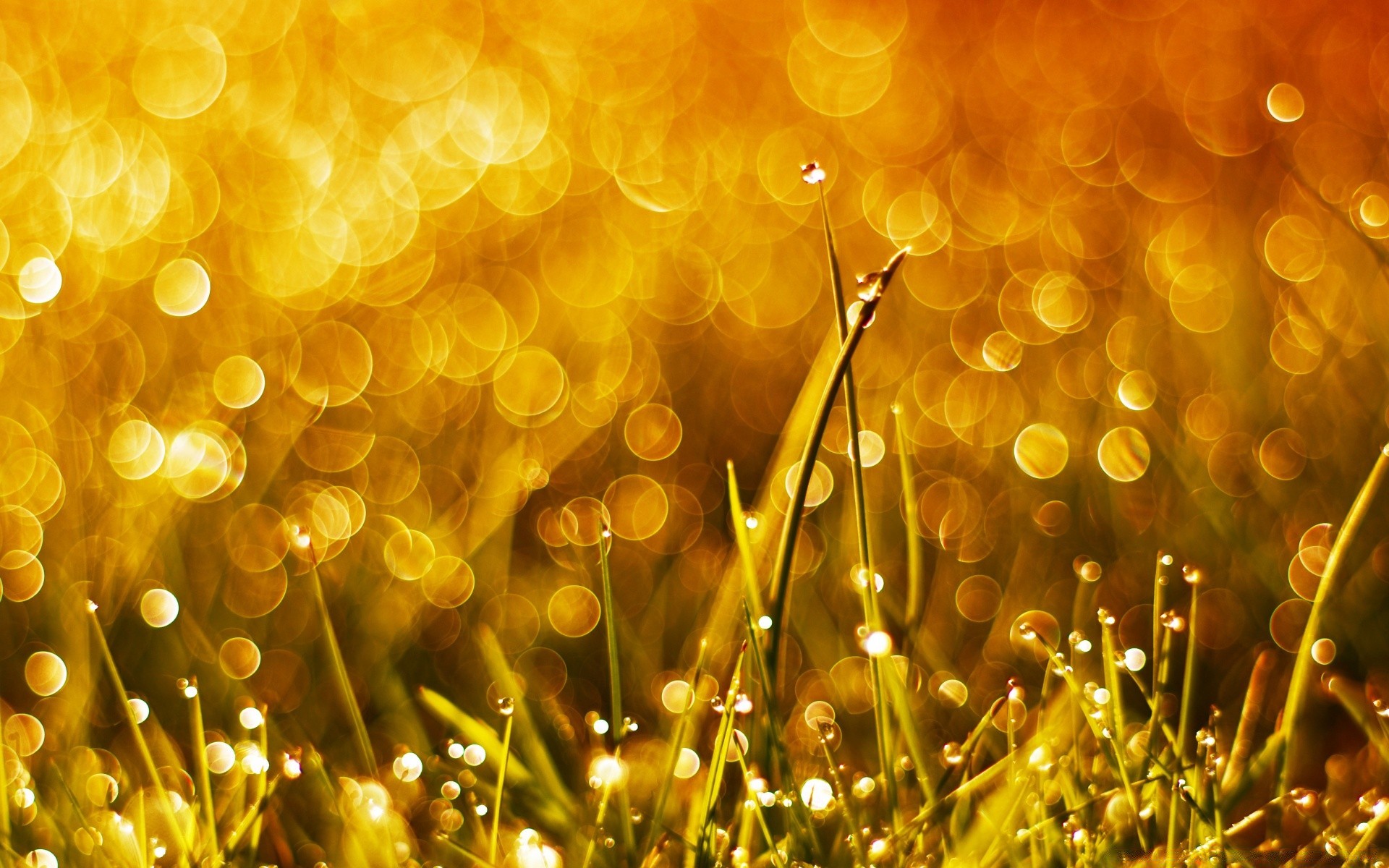 bokeh natale oro luminoso sfocatura luminescenza desktop splende luce colore astratto brillano vacanza calore eva illuminato merry