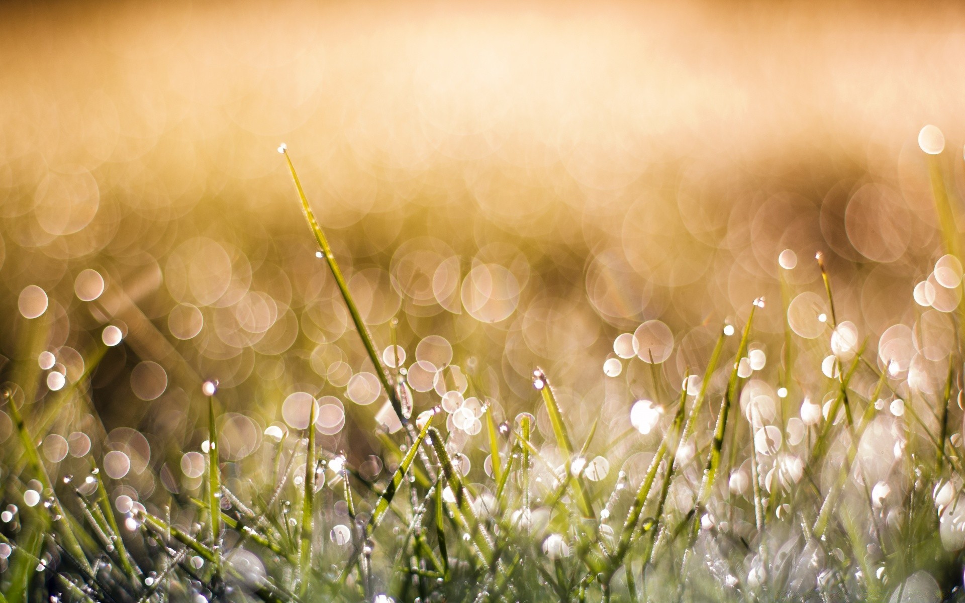 bokeh grama natureza amanhecer feno sol campo verão flora bom tempo cor flor temporada chuva borrão área de trabalho jardim bela ambiente brilhante gramado