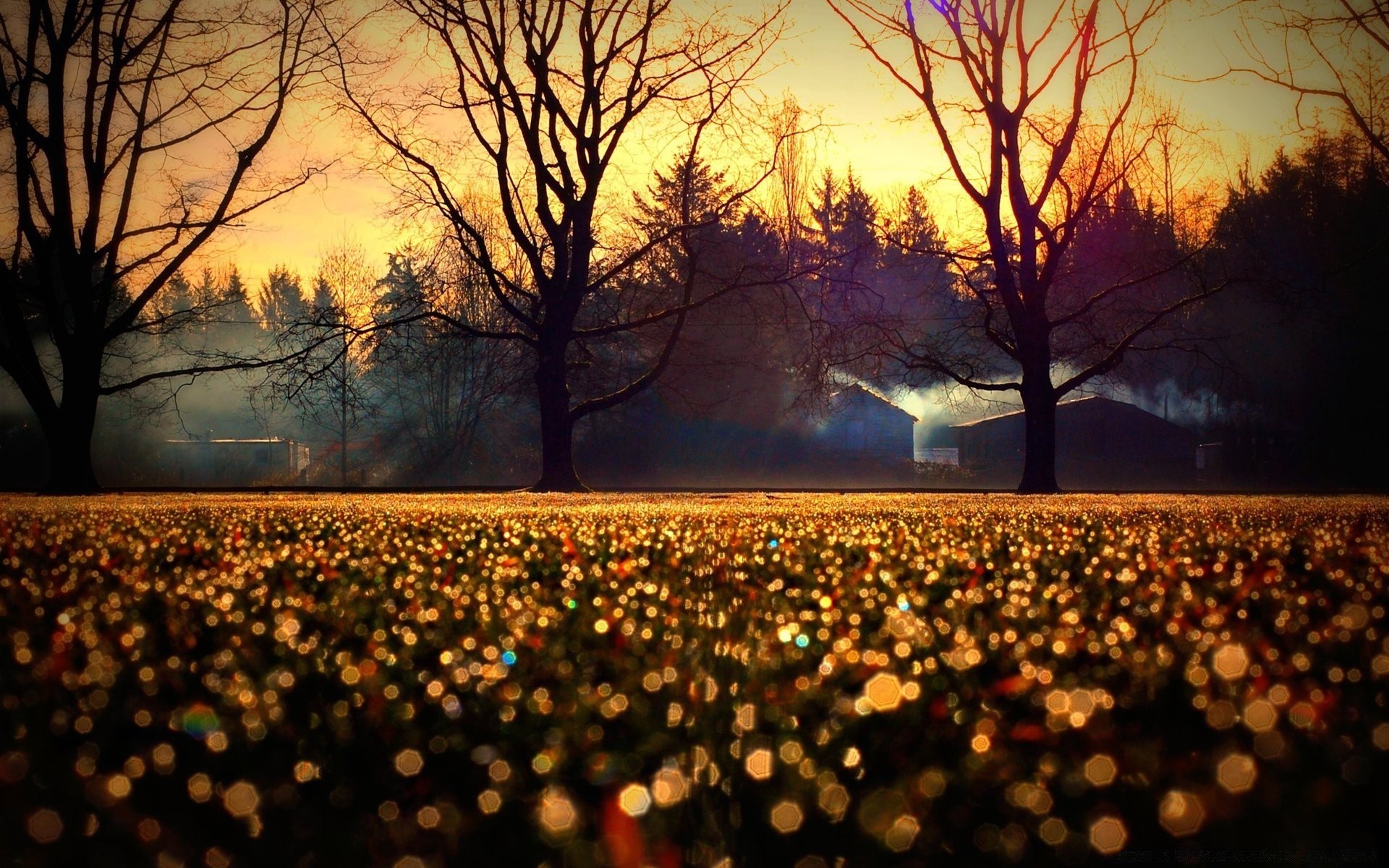 bokeh landscape fall sunset dawn tree evening sun outdoors gold wood