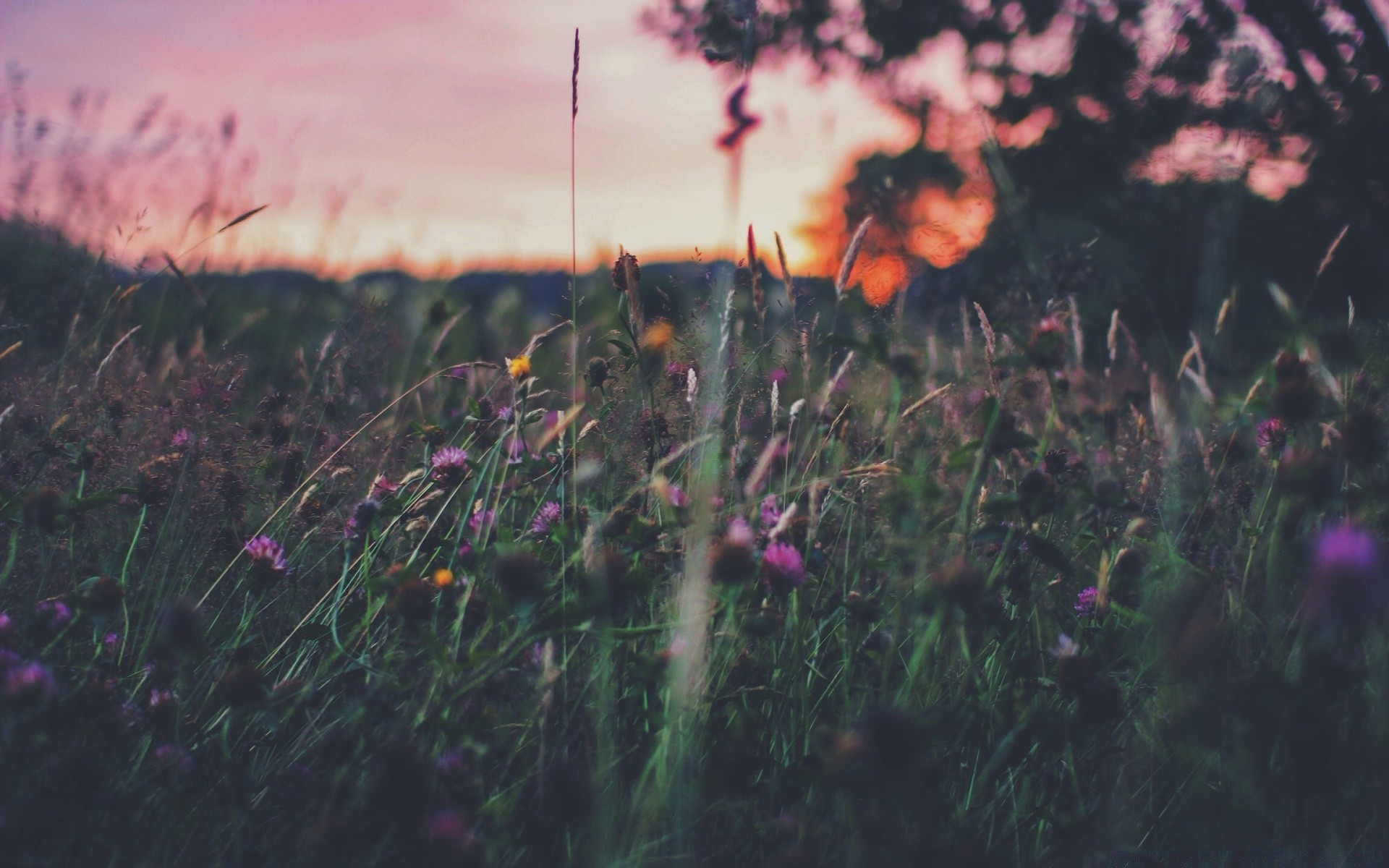 bokeh fleur champ foin aube herbe pâturage paysage nature soleil coucher de soleil à l extérieur jardin poppy lumière flore été ferme beau temps couleur