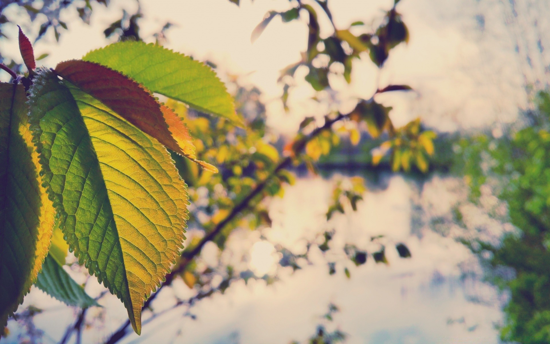 bokeh leaf nature tree flora outdoors bright color desktop growth summer fall branch light flower season garden wood