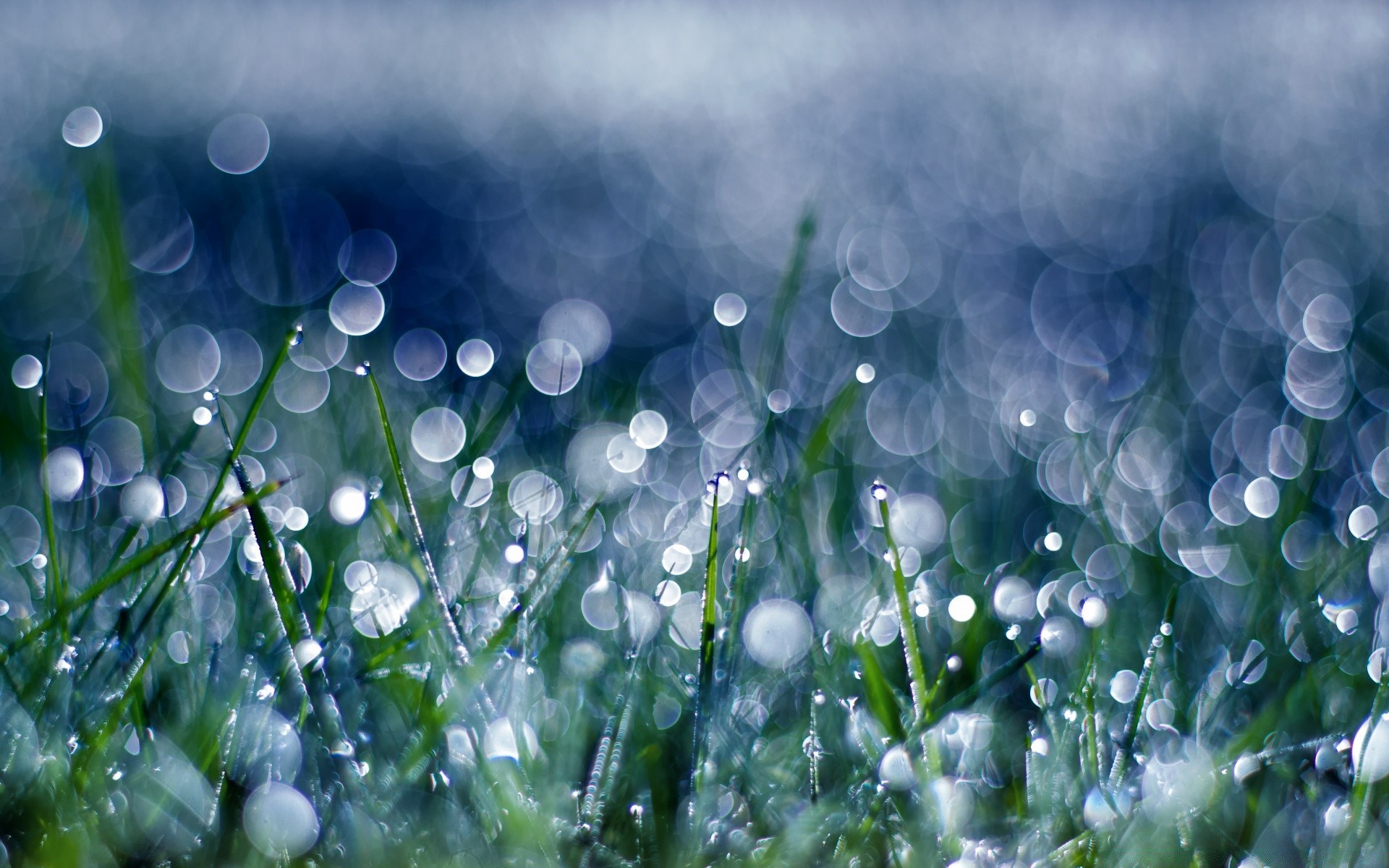 bokeh natur gras flora herbst hell garten regen jahreszeit farbe heuhaufen tau sommer rasen desktop blatt gutes wetter feld blume frische unschärfe