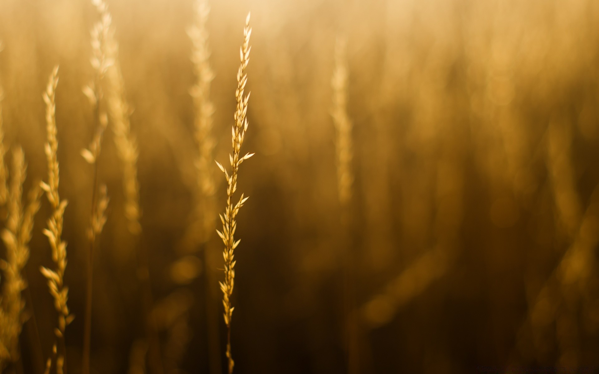 bokeh wheat cereal sun corn bread sunset gold fall rural farm nature pasture dawn straw blur fair weather crop rye light