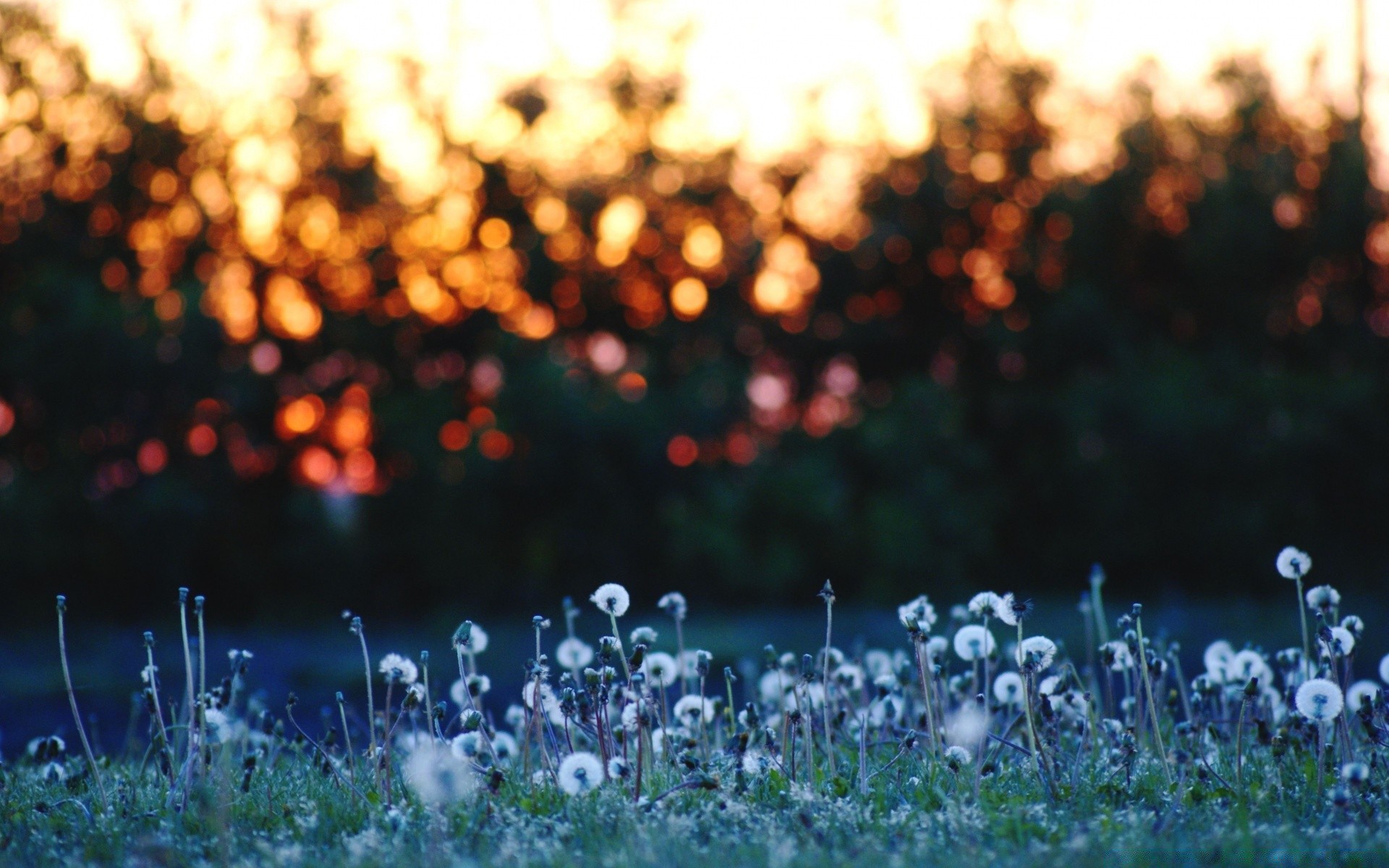 bokeh flou foin bureau herbe couleur nature fleur champ lumineux mise au point