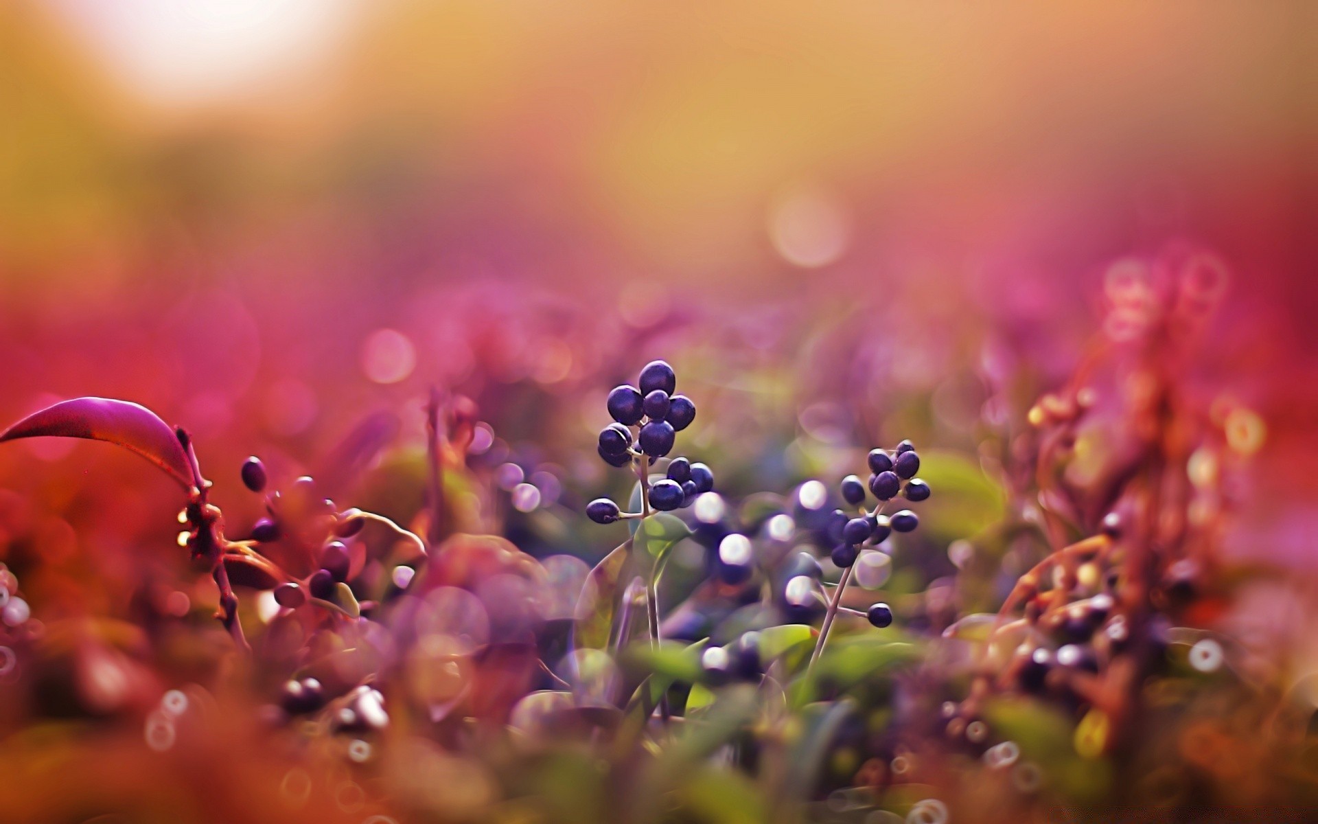 bokeh nature flower flora garden summer color blur leaf bright outdoors dof