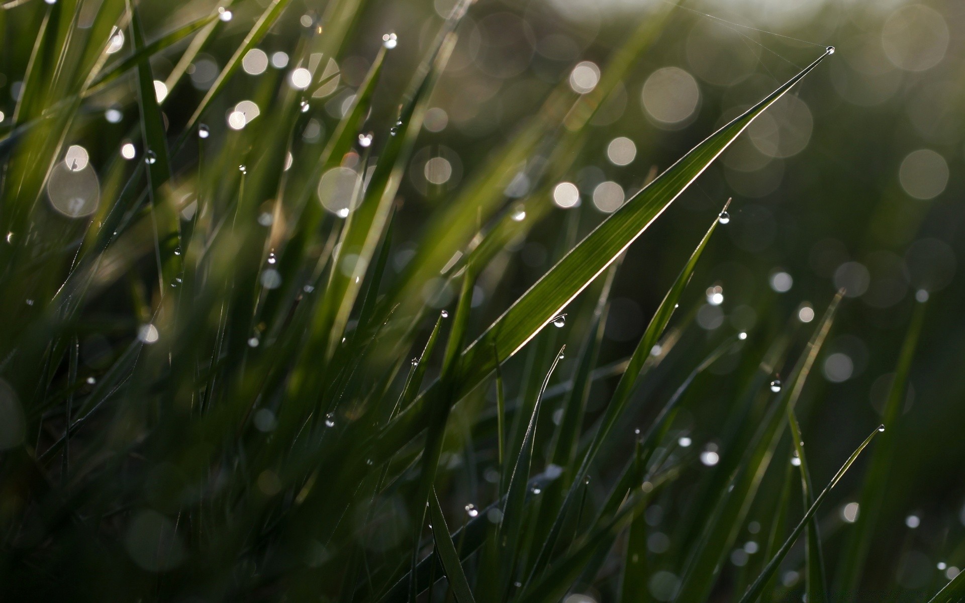 bokeh dew drop rain droplet grass wet blade lawn dawn flora garden nature purity freshness raindrop leaf growth clean water clear