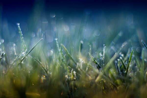 Petite herbe verte dans les gouttes de pluie