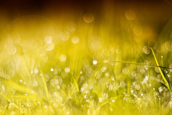 Verschwommene Tautropfen auf grünem Gras