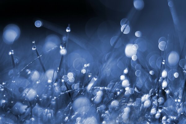 Plants and blue raindrops