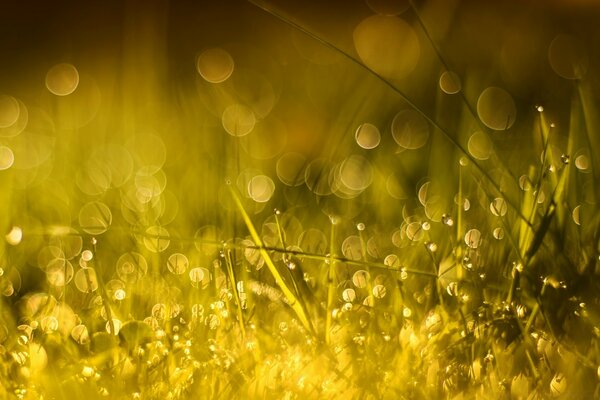 Beautiful photo of golden grass