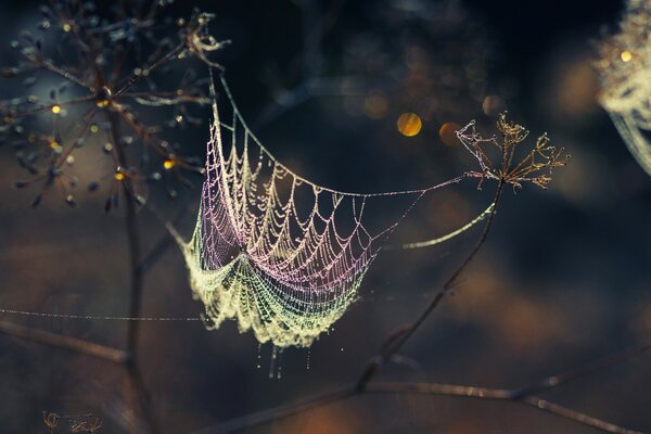 Imagen de una telaraña que sostiene las flores sobre un fondo oscuro