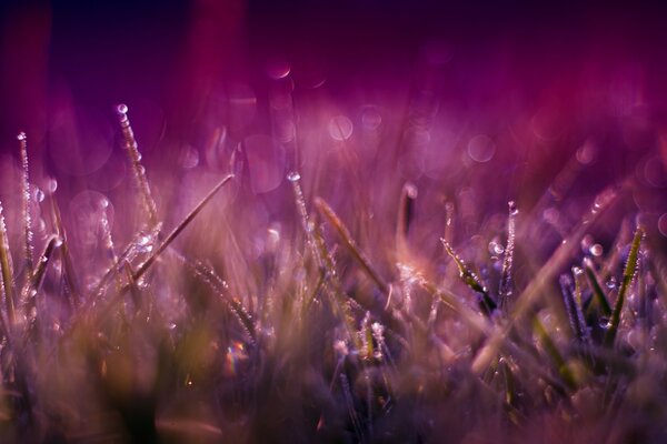 Gouttes de rosée sur l herbe fraîche