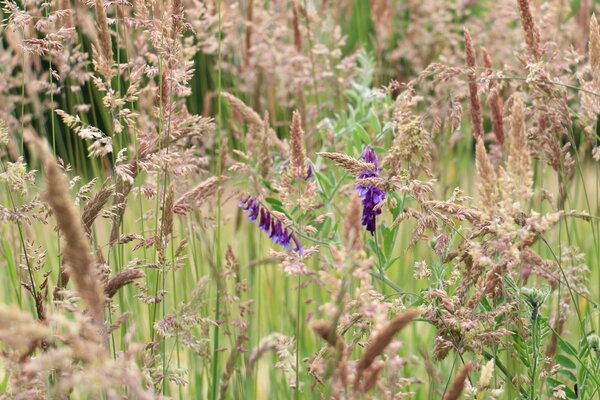 Beautiful flowers on the field in summer