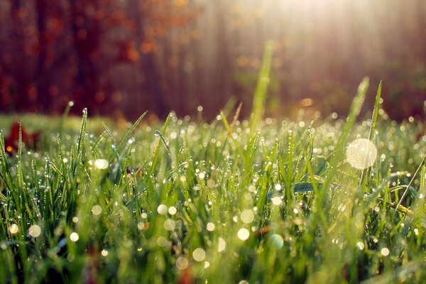 Iridescent dew drops on the grass in daylight