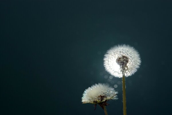 Nuit, nature, représenté par une fleur de pissenlit