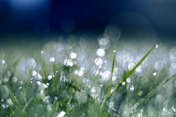 Rosée du matin et herbe verte