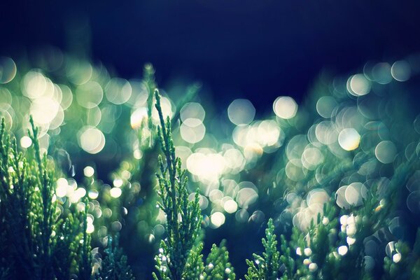 Juniper in the morning dew