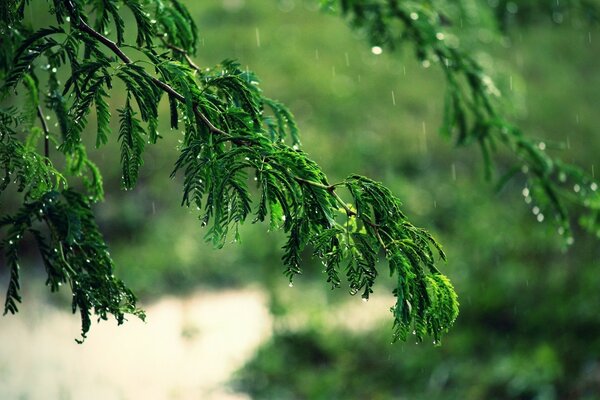 Acacia branch with green leaves in the rain