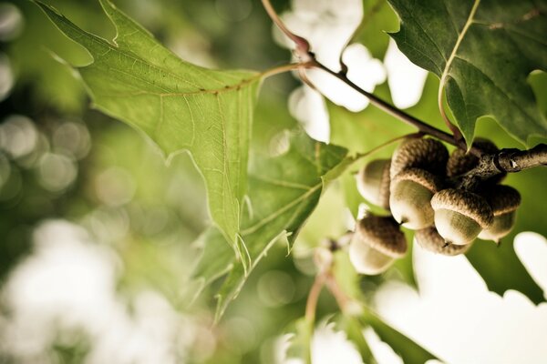 Hojas y bellotas a la luz del sol