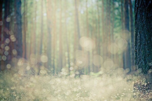 Blurred wood with wood