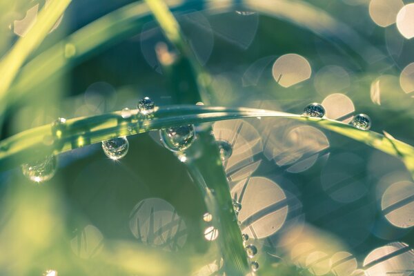 Morning dew on the green grass