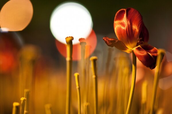 Nature. Falling of a tulip flower