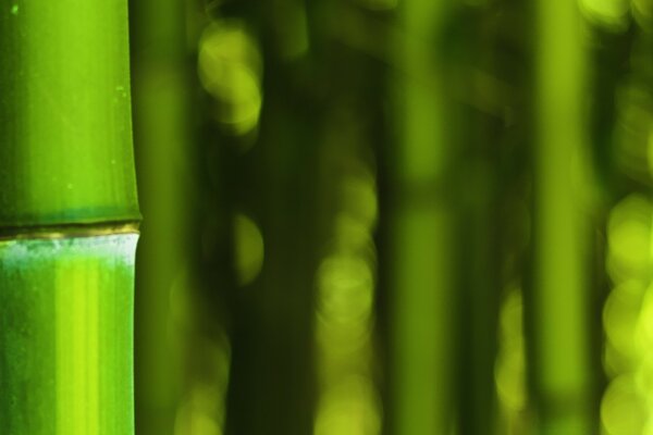 Flora of bamboo, leaf growth