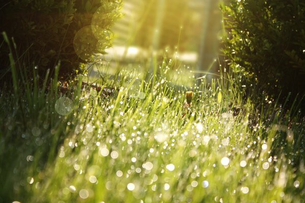 قطرات الندى على العشب في أشعة شمس الظهيرة