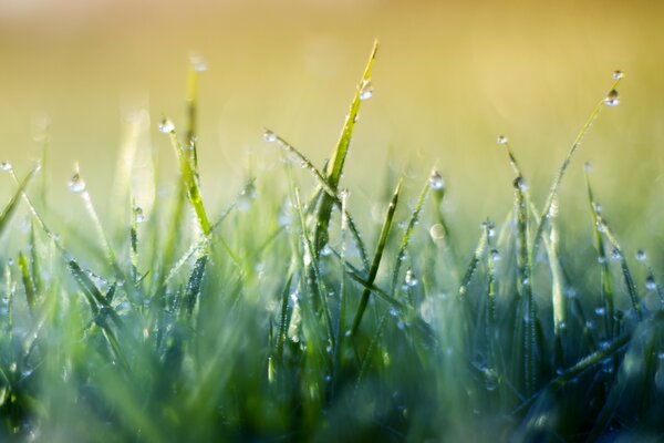 Die Sonne spiegelt sich in den Tautropfen auf dem Gras wider