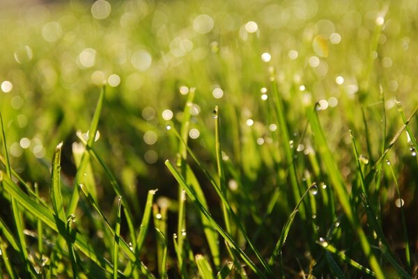 Lawn with grass with dew