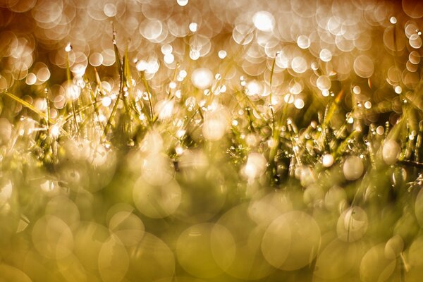 Étincelles d herbe dorée à bokeh