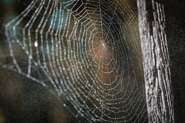 Macros de teias de aranha brilhantes em uma árvore