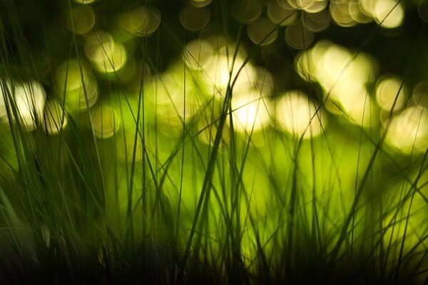 Macro photography of growing green grass