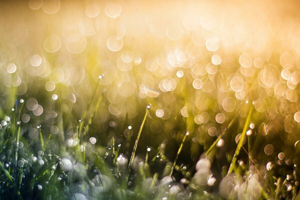 Rosée du matin sur l herbe à l aube